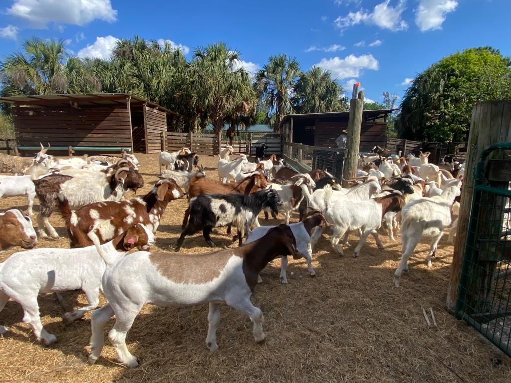 Goats
